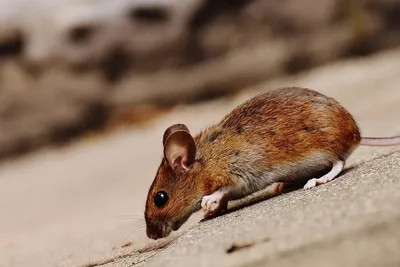 Работники нью-йоркского метро назначили премию за фото самой страшной крысы  подземки - ТАСС