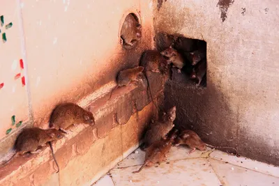 Героические крысы находят мины по запаху и спасают людей