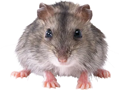 В российском городе на детей напали крысы. Гамельнский крысолов не помог —  Секрет фирмы
