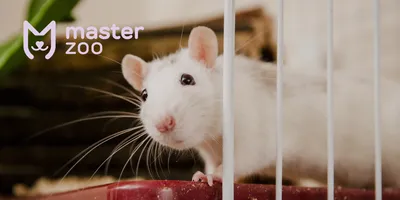 Мыши и крысы в жизни и в книгах | Папмамбук