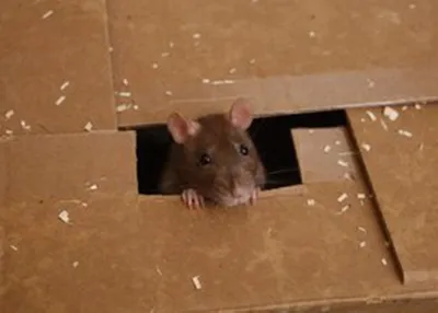 Полчища зараженных крыс захватили Нью-Йорк и другие города. Угроза новой  пандемии по всему миру - YouTube