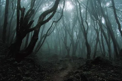 Страшный лес фото фото