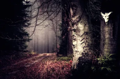 Жуткий лес (57 фото) - 57 фото