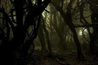 Стихотворение «Страшный лес.», поэт SnowTiger