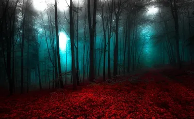 Страшный лес :: Сергей Лучкин – Социальная сеть ФотоКто