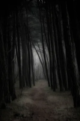 AnyTravel.by - Аокигахара - самый страшный лес в мире... | Facebook