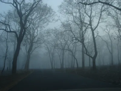 Страшный Таинственный Лес В Тумане Осенью. Волшебные Деревья. Природа  Туманный Пейзаж Фотография, картинки, изображения и сток-фотография без  роялти. Image 54797631