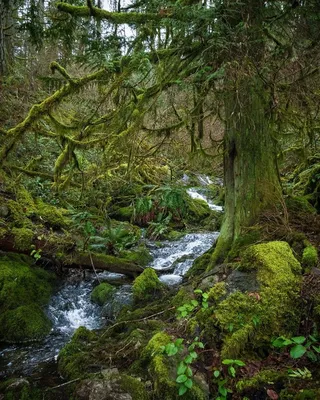 Густой темный лес (52 фото) - 52 фото