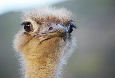 Пешком из Африки и обратно: история происхождения страусов