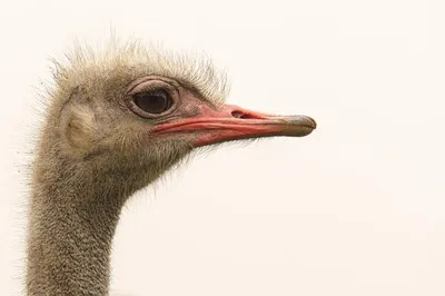 птица животное природа страус PNG , птицы, животное, страус PNG рисунок для  бесплатной загрузки