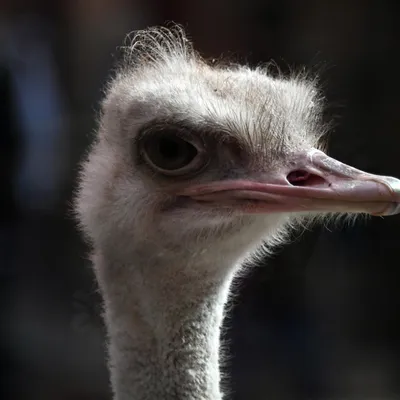 Страус (Ostrich)