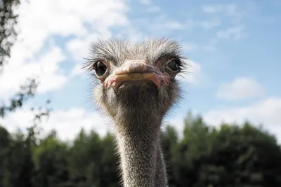 Фазаны и страусы: как выращивают и где попробовать экзотическую птицу в  Крыму