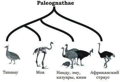 Редкое животное страус PNG , Редкие животные, страус, птицы PNG рисунок для  бесплатной загрузки