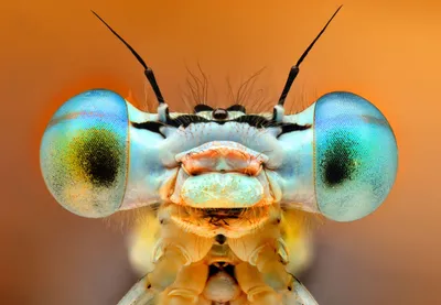 крупным планом изображение стрекозы с голубыми глазами, сложные глаза  стрекозы нанива, Hd фотография фото фон картинки и Фото для бесплатной  загрузки