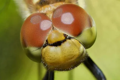 Глаз насекомого - 75 фото