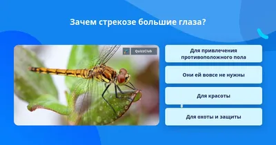 Портрет стрекозы | Пикабу