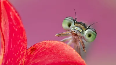 Орхус Центры Таджикистана - Стрекозы относятся к древнейшим группам  насекомых, возраст которых исчисляется 300 миллионов лет. Для стрекоз  характерны крупная подвижная голова, большие глаза и длинные прозрачные  крылья. Все стрекозы являются активными