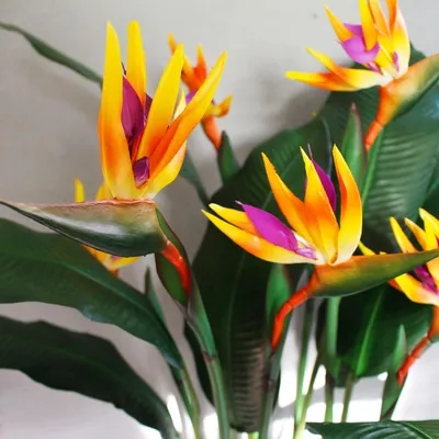 Стрелиция королевская (Strelitzia reginae) купить по цене в Москве в  садовом центре Южный