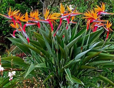 Стрелиция королевская (Strelitzia reginae) купить по цене в Москве в  садовом центре Южный