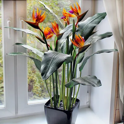 Стрелиция Регина мини (Strelitzia Reginae)