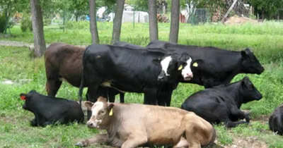 Белизна с коровой коричневых красных пятен доя ест питание на ферме коровы  Стоковое Фото - изображение насчитывающей молочный, громоздкого: 98020984