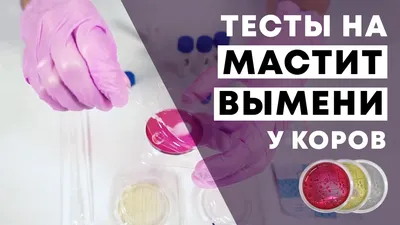 Скрытый (субклинический) мастит у коровы: симптомы и лечение | Знай ферму |  Дзен