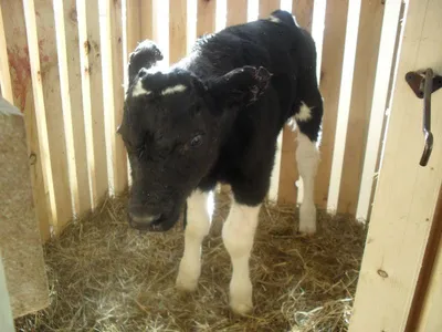 Стрептодермия у коровы. Симптомы и лечение | Блог фермера | Дзен