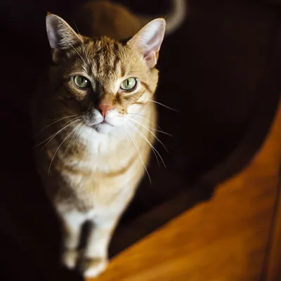 Лишай у домашних кошек: симптомы и лечение