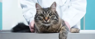 Стригущий лишай у кошек | Ветеринарный госпиталь | Дзен