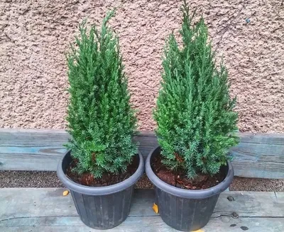 Можжевельник китайский Стрикта. (Juniperus chinensis Stricta) С3 купить в  интернет-магазине ЦВІТСАД с доставкой по Украине