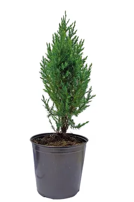 Можжевельник китайский Стрикта (Juniperus chinensis 'Stricta'), С3,  выс:30-40см | Питомник \"ВЫРАСТИМ ВМЕСТЕ\"