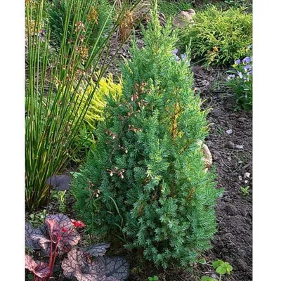 Можжевельник китайский Стрикта (Juniperus chinensis Stricta) - купить в  Киеве и области, справедливая цена - Green Garth (Грин Гарт)