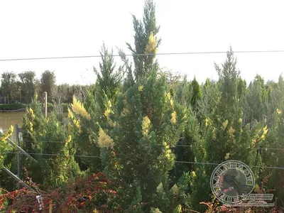 Купить Можжевельник китайский СтриктаJuniperus chinensis Stricta - в  питомнике Флорини