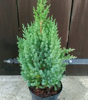 Можжевельник китайский Стрикта (Juniperus chinensis Stricta) 10л -  Сочинский питомник декоративных растений