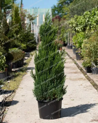 Можжевельник китайский Стрикта (Stricta) купить в городе Москва