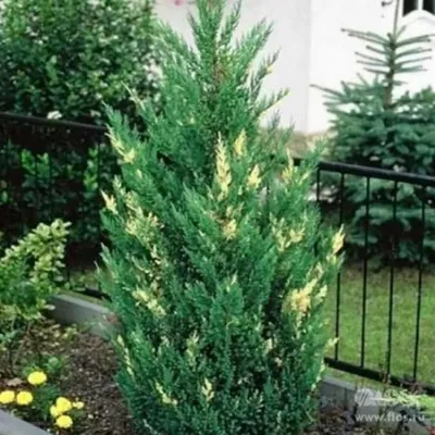 Можжевельник китайский Стрикта (Juniperus chinensis Stricta) 35л -  Сочинский питомник декоративных растений