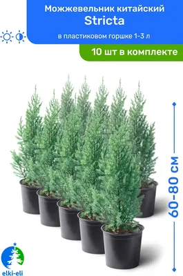 Можжевельник китайский Стрикта Juniperus chinensis Stricta 10л (ЗК) — цена  в LETTO