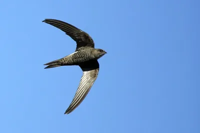 Файл:Чёрный стриж - птица года.jpg — Википедия