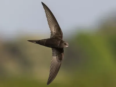 Чёрный стриж — рекордсмен полёта: 10 интересных фактов о небольшой птице,  похожей на ласточку | Приключения натуралиста | Дзен