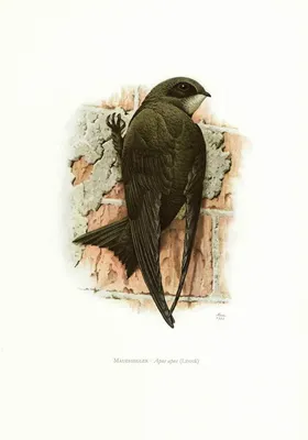 Птица, которая не умеет ходить: интересные факты о черном стриже