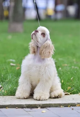 Английский кокер-спаниель - щенки, фото и описание | Все о породе | Pet-Yes