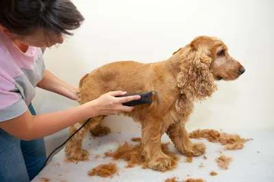 Английский кокер спаниель - Berrygrooming