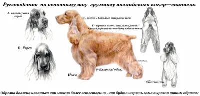 Стрижка кокер-спаниеля: виды и проведение процедуры