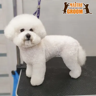 Первая стрижка Бишон фризе | Maltipoo dog, Bichon dog, Bichon frise puppy