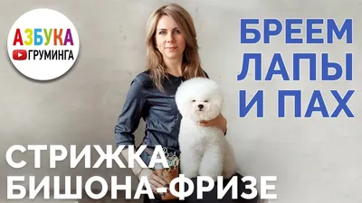 Bichon | Бишон фризе, Бишон, Стрижка собак