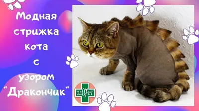 Уход за британской кошкой | Питомник британских кошек Wonder-Plush | Москва