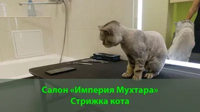 Стрижка кошек и котов СПб (@zveridomaspb) • Instagram photos and videos