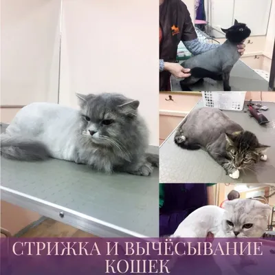 Стрижка кошек, груминг кота г. Москва