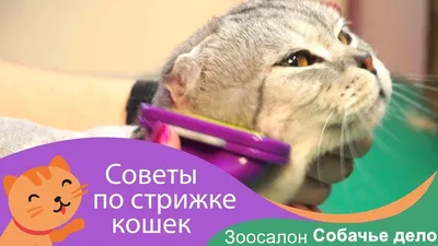 Услуги груминг-салонов для животных Стрижка кошек - «Стрижка британской  кошки ДОМА и в зоосалоне, больше мы этого делать не будем, несмотря на  плюсы.» | отзывы