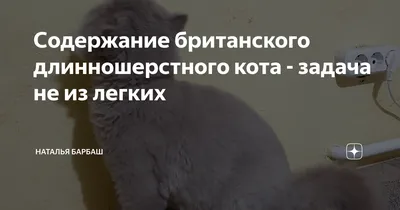 Стрижка британских котов в Москве — 961 ветеринар, 480 отзывов на Профи